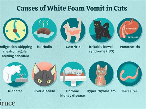 Types Of Cat Vomit Chart