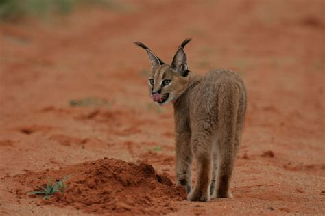 The caracal (Caracal caracal), also known as the desert lynx, is a wild cat that is widely ...