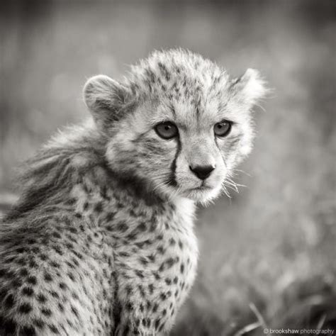 Magical Nature Tour Cheetah Cubs Chester Zoo Cheetah