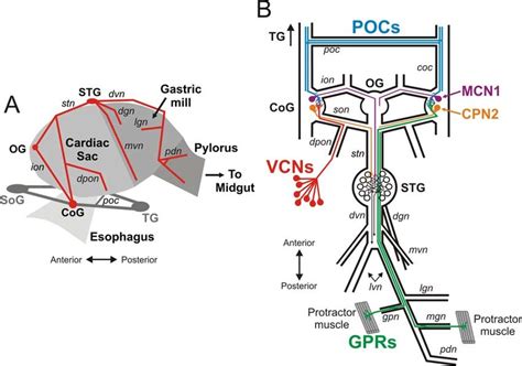 Schematic Of The Crab Foregut And Stomatogastric Nervous System