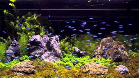 How Many Neon Tetras In A Gallon Tank Aquarium Tip