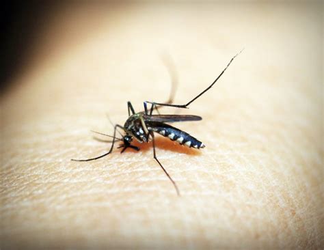 Mutant Mosquitoes Possible This Summer