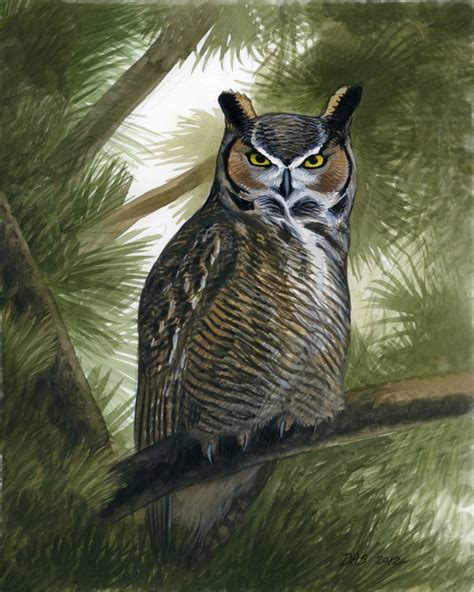 Great Horned Owl Illustration