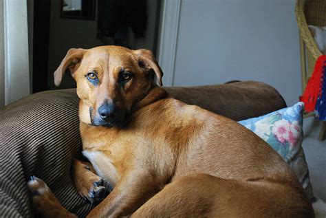 Redbone Coonhound Puppies For Sale Lancaster Puppies