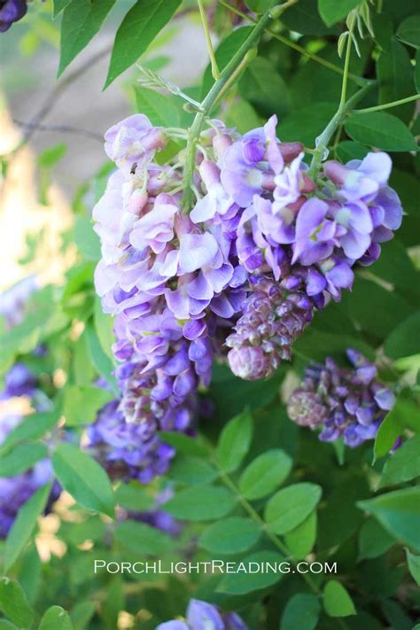 How To Grow Wisteria Beginners Guide + Tips You'll Want To Know – Porch Light Reading