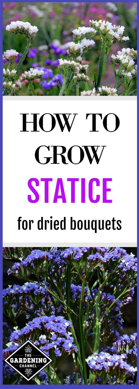 Learn How To Grow Statice In Your Flower Garden Statice Makes A Great