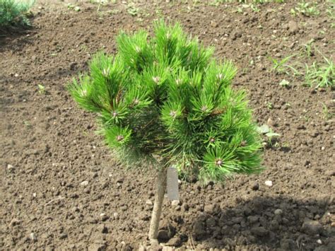 Sosna czarna Jiskra Pinus nigra sadzonki w dobrej cenie Szkółki