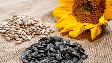 Health Benefits Of Sunflower Seeds Helps Increase Lifespan