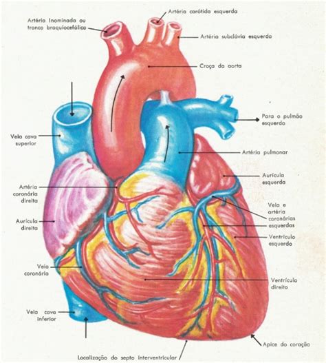 Anatomia Humana Do Corao Ilustracao Do Vetor Coracao Anatomia Images