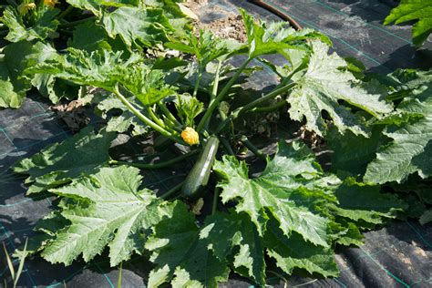 Garten Navi Zucchini Cucurbita Pepo Ssp Pepo Convar Giromontiina