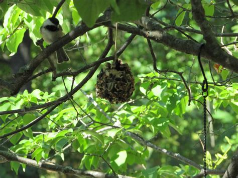 DIY Natural Bird Feeder | We Know How To Do It