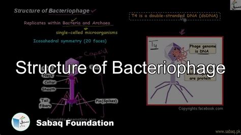 Diagram Of A Bacteriophage