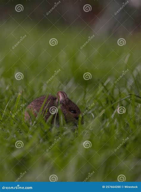 Cute Ural Field Mouse In The Forest Looking For Food Vertical Stock