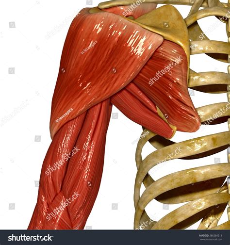 Shoulder Muscles Stock Illustration 288260213