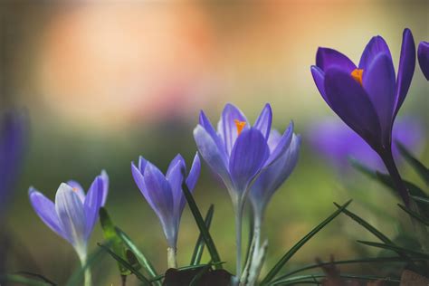 Nature Crocus Hd Wallpaper