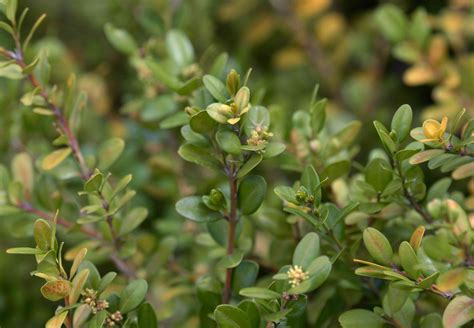 How To Grow And Care For Winter Gem Boxwood