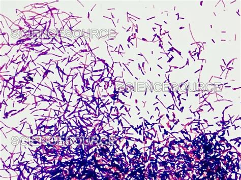 Gram Positive Bacteria Bacilli Stock Image Science Source Images