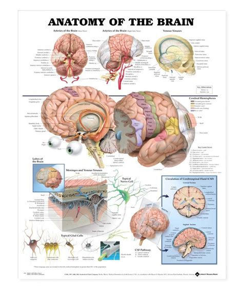 Buy Laminated Human Brain Anatomy Regions Labeled Educational Chart