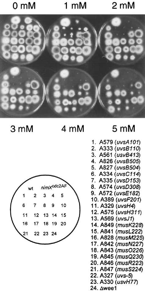 Figure 1 From Checkpoint Defects Leading To Premature Mitosis Also