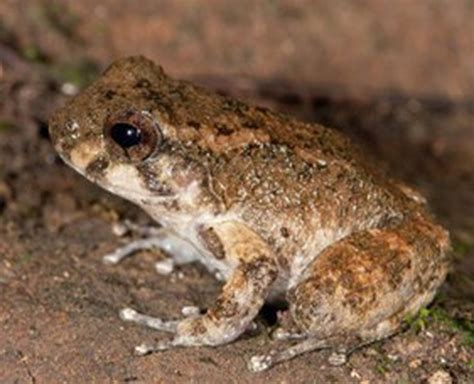 Researchers Recently Discovered A New Species Of Frog Named Alcalus Fontinalis In The Northeast