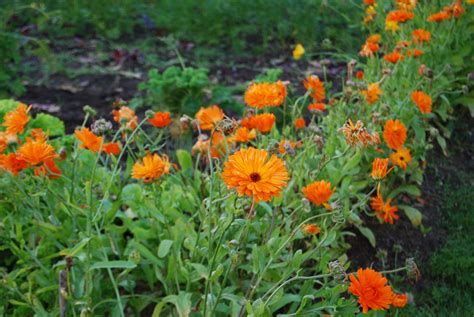 Ringelblumen Auf Dem Balkon Pflanzen Geht Das