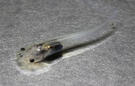 Xenopus Tadpole