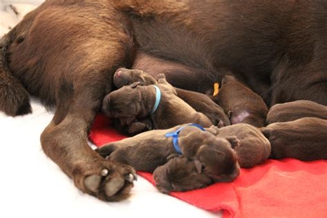 Labrador Teniatka Labradorov