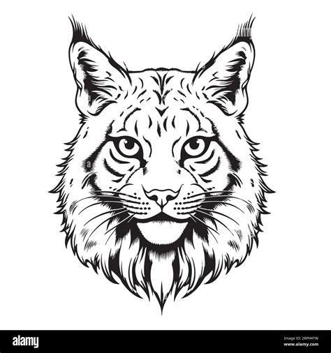 T Te De Lynx Croquis Dessin La Main Illustration Vectorielle Animaux