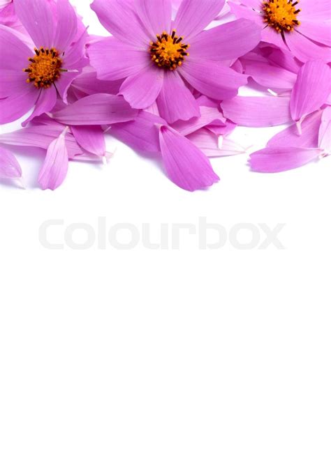 Blomster Uden Blade Isoleret P Hvid Baggrund Stock Foto Colourbox