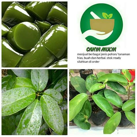 Bibit Tanaman Daun Cincau Hijau Perdu Tawulu Tahulu Herbal Alami