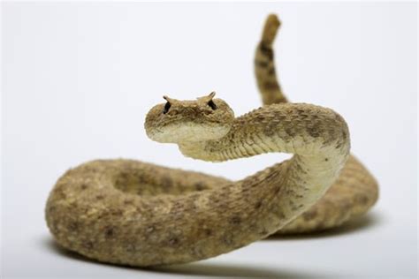 Rattlesnake - Snake Facts and Information