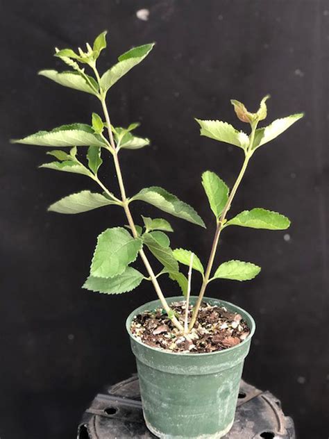 Aloysia Virgata Sweet Almond Bush 4 Pot May Trim For Shipping