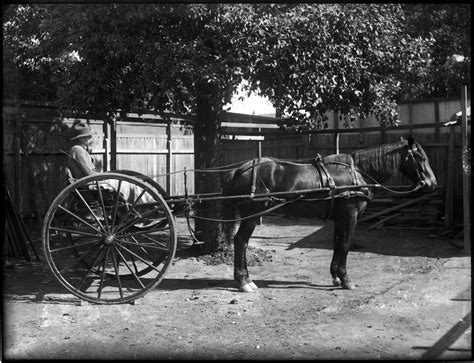 Man With Whip Sitting In A Cart Format Glass Plate Negati Flickr