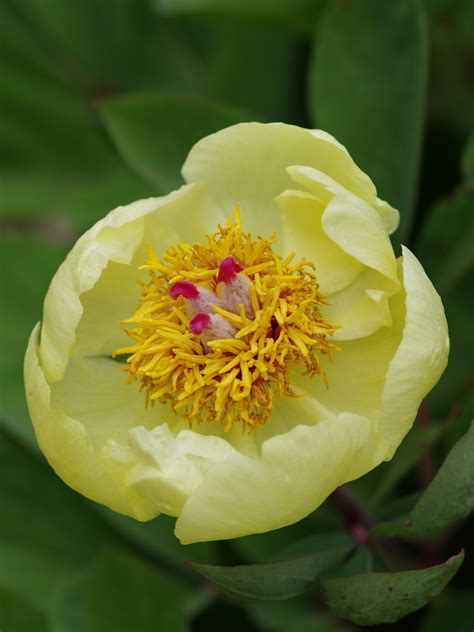 Paeonia Daurica Mlokosewitschii The Beth Chatto Gardens