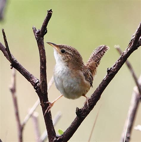 Grass Wren (Cistothorus platensis) :: BirdWeather