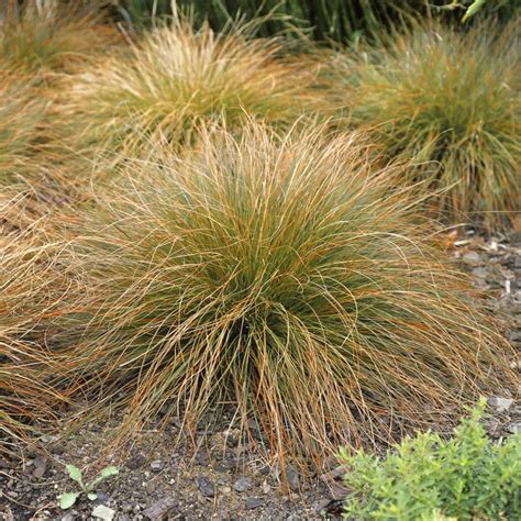 Carex Seed - Orange Sedge Ornamental Grass Seeds