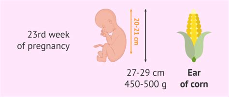 23 Weeks Pregnant: baby's development and recommendations