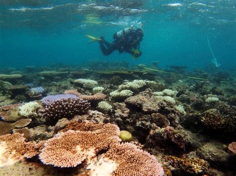 Australia's Great Barrier Reef coral at record level in some parts | AGBI