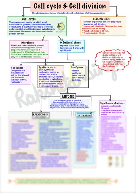 Solution Cell Cycle And Cell Division Mind Map Studypool