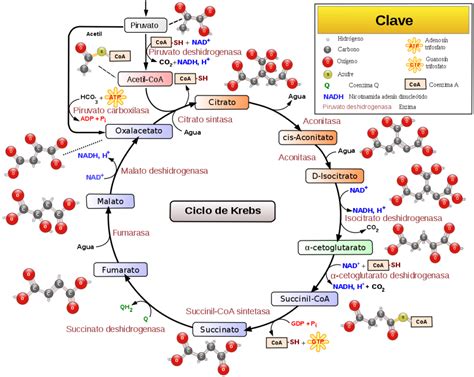 Glicose E Ciclo De Krebs - Ciclo de Krebs - Resumo, o que é, onde ocorre, etapas, saldo energético
