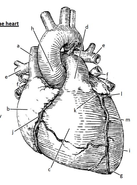 Anterior Exterior Of The Heart Diagram Quizlet