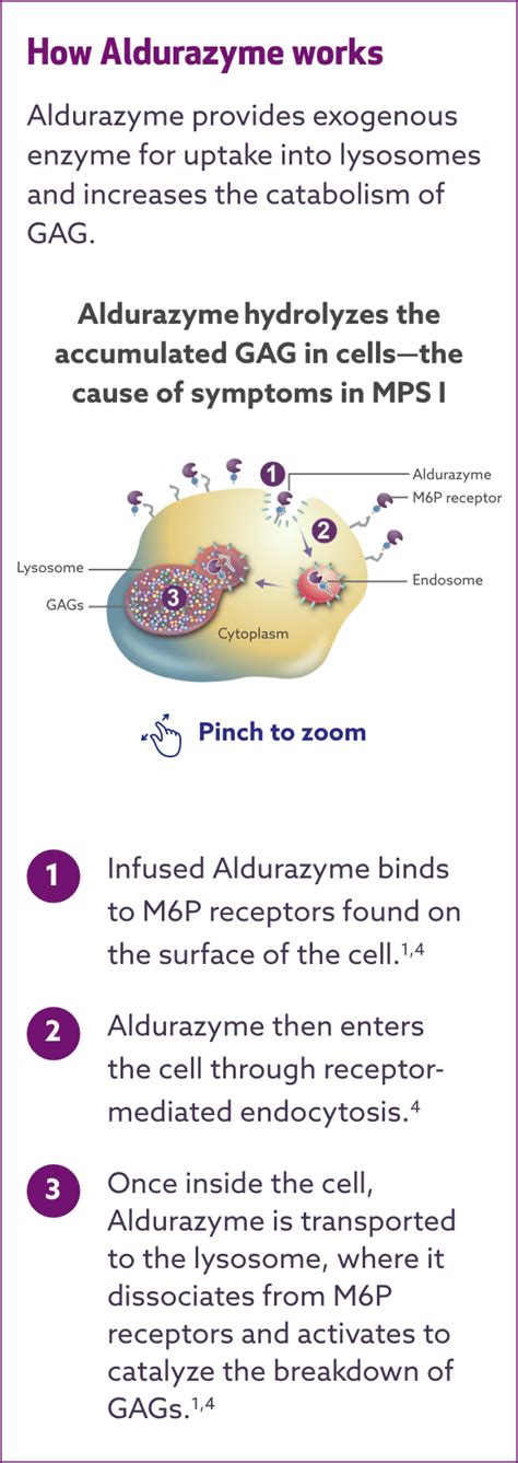 Mechanism Of Action Aldurazyme Healthcare Professional