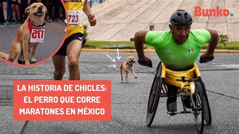 La Historia De Chicles El Perro Que Corre Maratones En M Xico Youtube