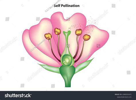 Self Pollination Over 84 Royalty Free Licensable Stock Illustrations