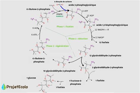Cycle De Calvin SimplifiÉ Quest Ce Que Cest Et Phases Du Cycle Résumé