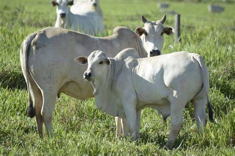 Reprodu O De Gado De Corte A Escolha Da Vaca Boi Sa De