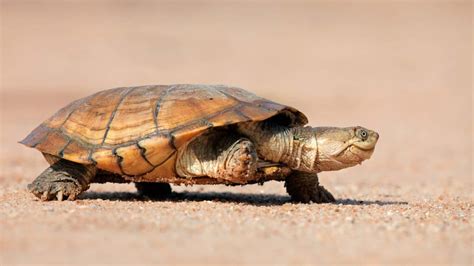 Download Terrapin Crossing Sandy Terrain Wallpaper