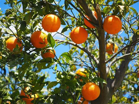 Cara Cara Orange Tree for Sale - Buying & Growing Guide - Trees.com