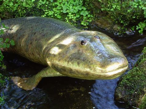 Imgs For Tiktaalik Extinct Animals Prehistoric Animals