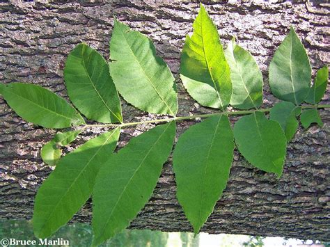 Pecan - Carya illinoinensis - North American Insects & Spiders